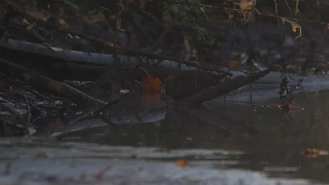 Water rail in the pond at the first light of dawn 3 4K-Italian nature Stock Footage 165884360