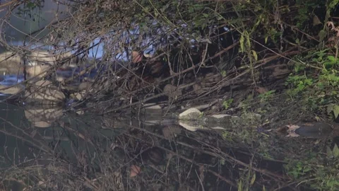 Water rail in the pond at the first light of dawn -Italian nature Video stock 165884659