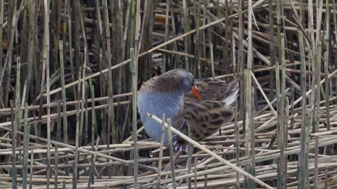 Water Rail(Rallus aquaticus)  mid range in reeds range preening Stock Footage 164869183
