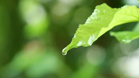 Water rain drop with fresh green leaf for nature background of close up dew d Stock Footage