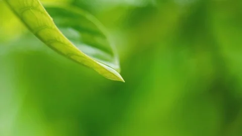 Water rain drop with fresh green leaf for nature background Stock Footage