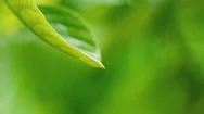 Water Rain Drop With Fresh Green Leaf For Nature Background Stock Footage