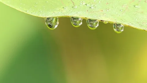 Water Rain Drop With Fresh Green Leaf For Nature Background Stock Footage 99888024