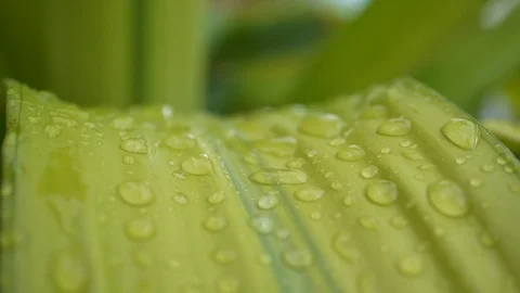 Water rain drop on green leaf, close-up scene Stock Footage 92412846