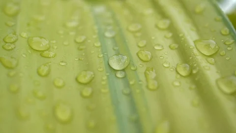 Water rain drop on green leaf, close-up scene Stock Footage 93777859