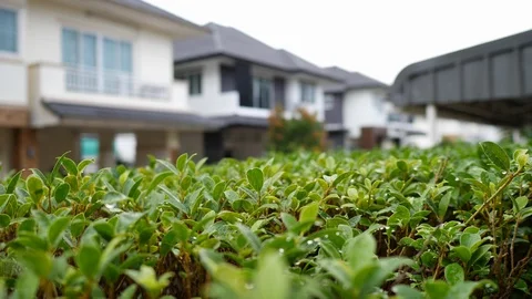 Water rain drop on green leaf with village house in the morning Stock Footage 93882044