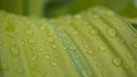 Water rain drop on green leaf, close-up scene Stock Footage 96588174