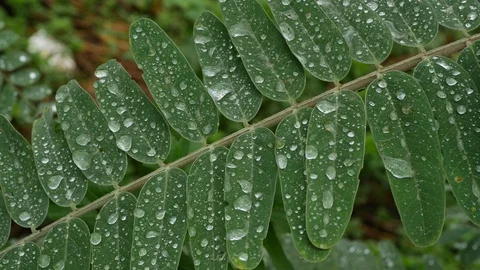 Water rain drop on green leaf nature Stock Footage 99121135