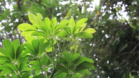 Water rain droplets fixed on dwarf umbrella green leaves stalk Video stock 297380441