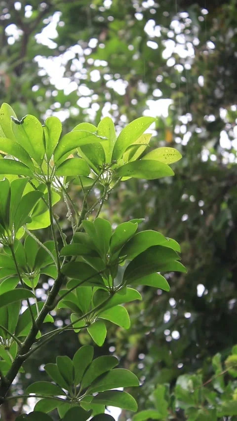 Water rain droplets fixed on dwarf umbrella green leaves stalk Video stock 297380575