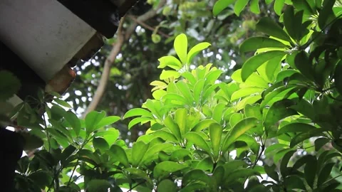 Water rain droplets fixed on dwarf umbrella green leaves stalk Video stock 297467480