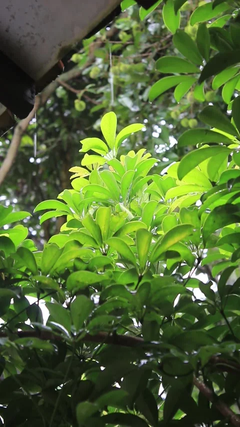 Water rain droplets fixed on dwarf umbrella green leaves stalk Video stock 297467495