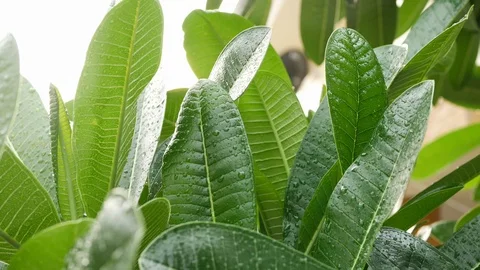Water rain drops on green leaf nature in the morning day Stock Footage 89778485