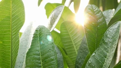 Water rain drops on green leaf nature with sunlight in the morning day scene Stock Footage 91592232