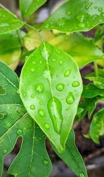 Water rain Stock Photos