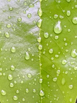 Water rain Stock Photos