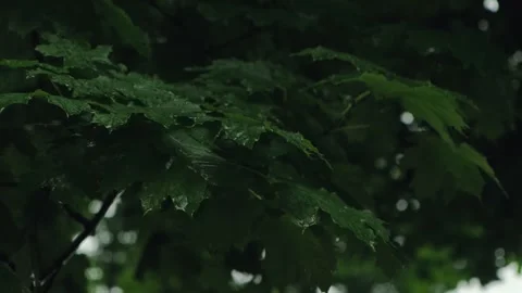 Water raindrops falling on maple leaves. Water drops dripping from the sky on Stock Footage 253409781