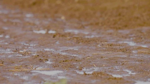 Water raining down on the Pure Brown Soil  Видео 124079734