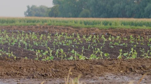 Water raining down of young Plants in a Field Video stock 124079769