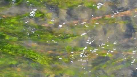 Water with rapid flow of green algae Video stock 96024933