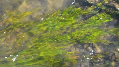 Water with rapid flow of green algae Stock-Footage 96025022