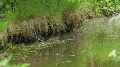 Water Rat 스톡 동영상 244164845