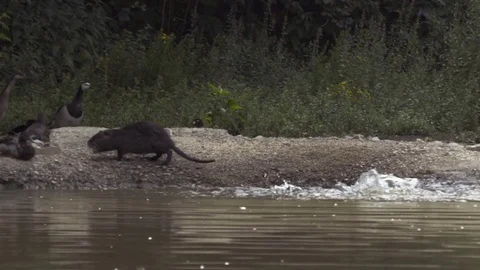 Water Rat in slow motion Stock Footage 79658685