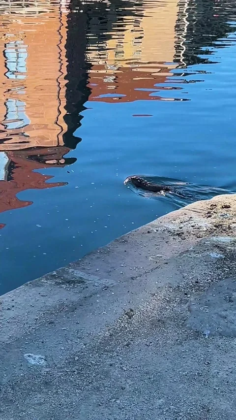 Water rat swims on surface of water. Stock Footage 309566765