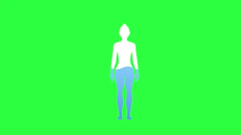 Water Rate In The Human Body Animation on chroma key green screen background.  Stock Footage 219956029