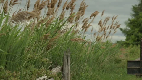 Water reed close up slow motion summertime Stock Footage 246339541