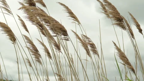 Water reed close up slow motion Stock Footage 246341850