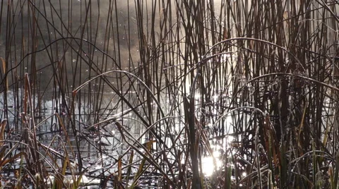 Water reed in a lake Видео 48864754