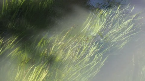 Water reeds Stock Footage 200919110