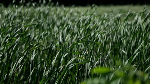 Water Reeds in the Wind Stock Footage 132681948