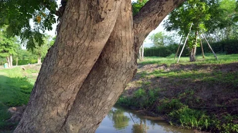 Water reflect tree Vídeo Stock 130483863
