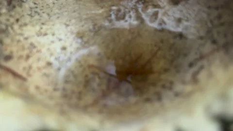 Water reflected inside puffball. Pulling away up from macro wide probe Stock Footage 237735557