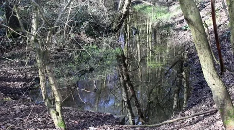 Water reflecting in small forest pool Stock Footage 61345404