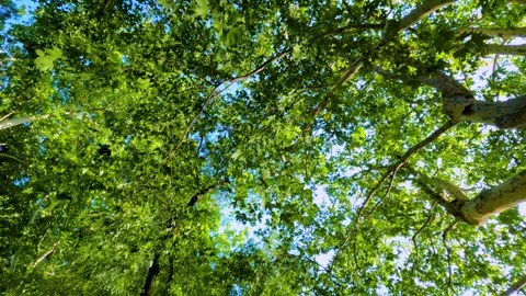 Water Reflecting on Trees Video stock 250027502