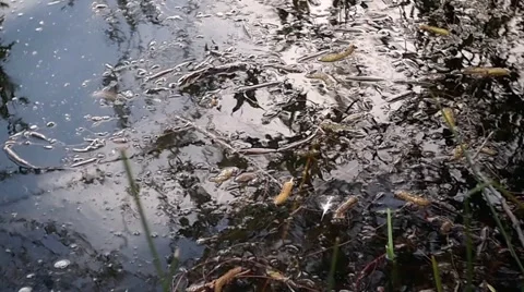 Water reflection 2. Stock Footage 1217980