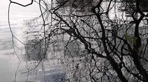 Water reflection 5. Stock Footage 1223558