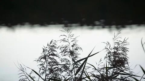 Water reflection and grass graphic zen 動画素材 96042626
