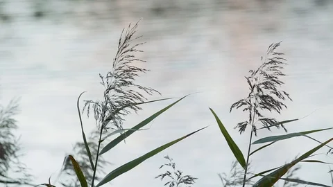 Water reflection and moving grass 動画素材 96042449