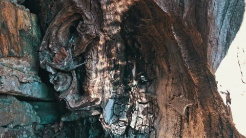 Water reflection on the bark of a tree Stock Footage 336441659