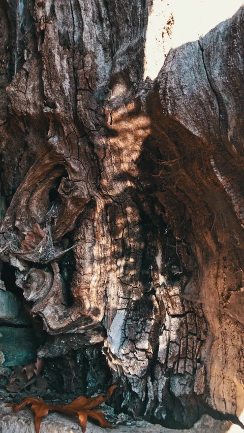 Water reflection on the bark of a tree Stock Footage 336442064