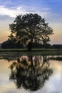 The water reflection of the big tree in the field Stock Photos