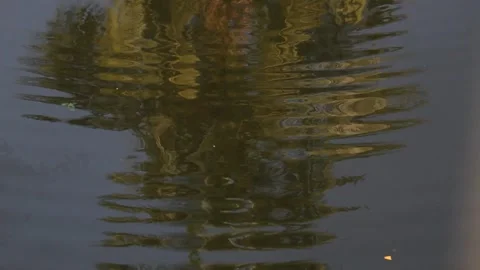 Water reflection of coconut tree leaves Video stock 340002036