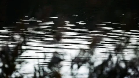 Water reflection focus to grass Stock Footage 96042584