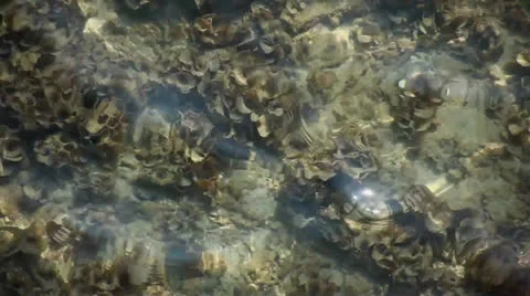 Water reflection Stock Footage 26306809