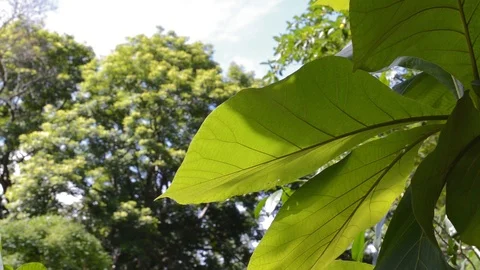 Water reflection Stock Footage 99118539