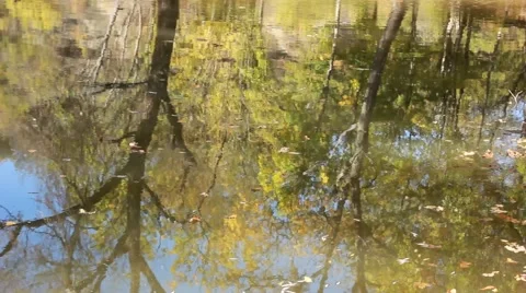 Water reflection in the forest Vídeo Stock 53410226